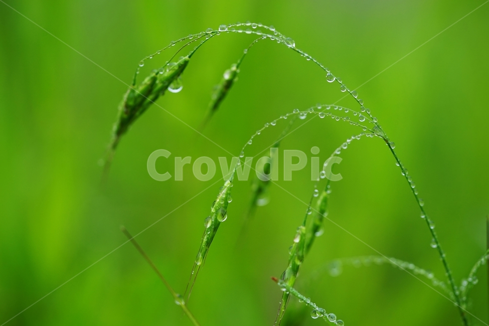 풀,풀잎,빗방울,비,물방울,봄비,식물,자연,plants,nature,휴식,힐링,rest,relaxation,healing,비,비오는날,rain,rainy