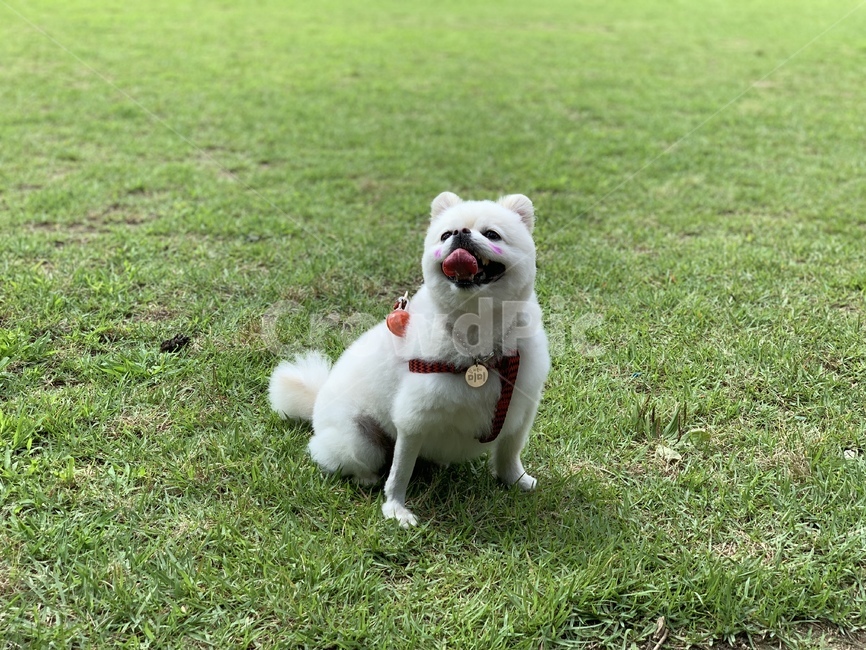 강아지,dog,포메라니안,포메라니언,개,반려견,산책,산책줄,목줄,잔디,초록색,흰색강아지,크림색포메라니언,포메,귀여운강아지,강아지목걸이,개산책,잔디산책