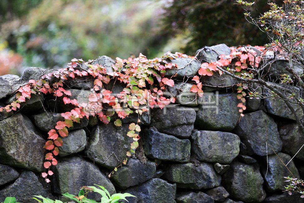 담쟁이,담쟁이단풍,담장,돌담,돌울타리,시골