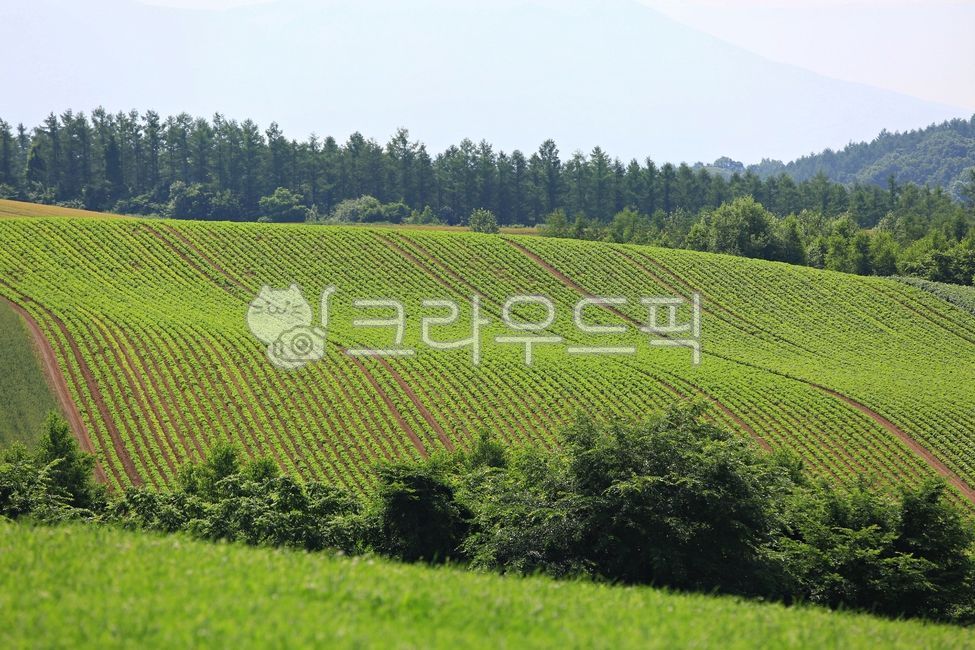 nature, 자연, field, 들판, farm, 사진,이미지,일러스트,캘리그라피 - SAFETY MAN작가