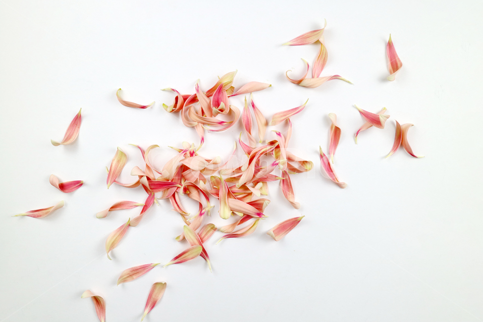꽃잎,백그라운드,식물,자연,계절,봄,꽃,배경,배경이미지,내추럴,flower,nature,flora,background