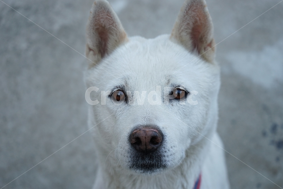 백구,진돗개,흰둥이,강아지,순둥이,개,반려견,dog,나리