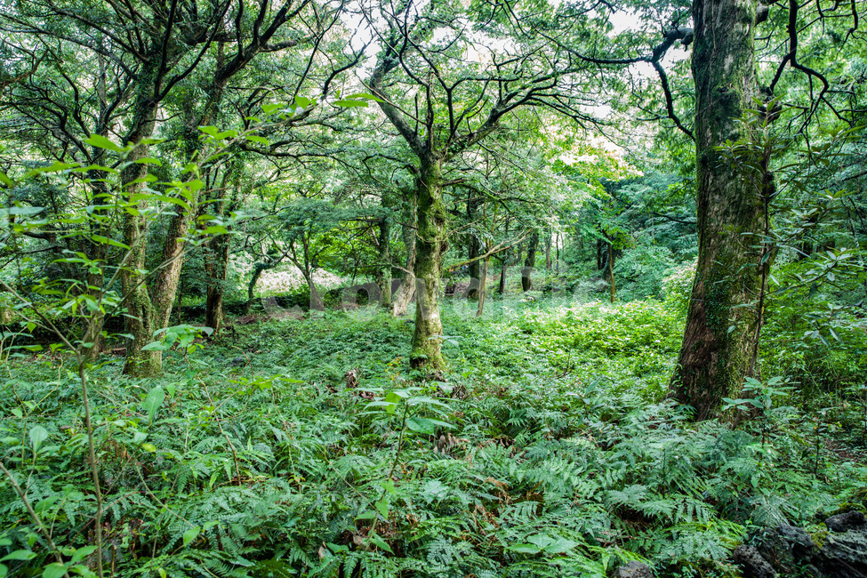 나무줄기,plant,식물,tree,나무,treetrunk,숲,비자림,제주도,초록,산청,자연,풍경,nature,landscape,한국자연풍경,한국자연경관,korea nature landscape,vegetation,초목,tree trunk,나무 줄기