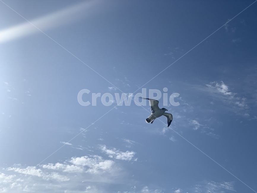 animal,동물,flying,나는,bird,새,sky,sea,갈매기,하늘,맑은,희망,비행,바람,동물,animal,조류,새,birds