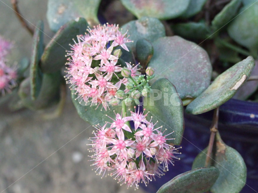 꽃,식물,꽃잎,flower,핑크꽃,식물,자연,plants,nature,꽃,flower