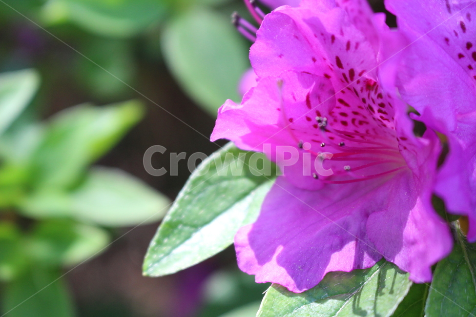 blossom,꽃,flower,plant,식물,진달래,봄,spring