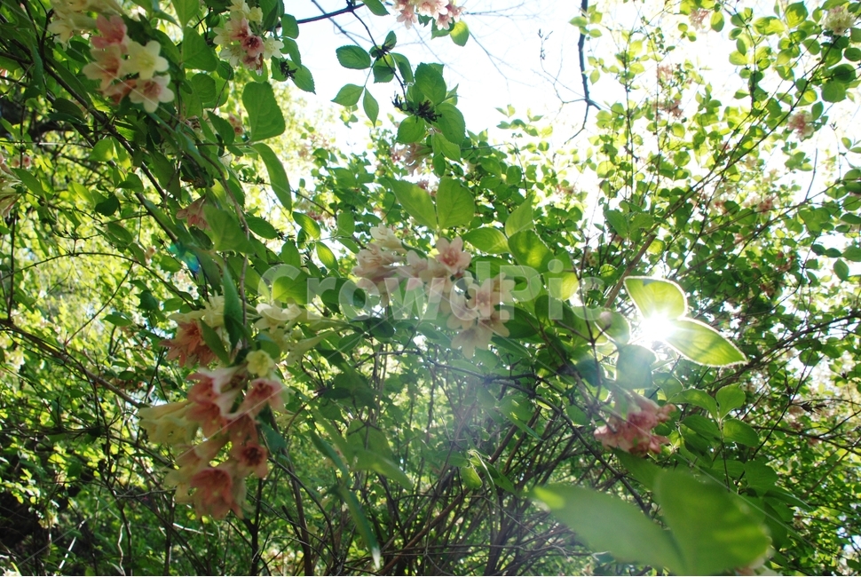 꽃,봄,식물,자연,숲,햇빛,나뭇잎,봄,계절,spring,season,식물,자연,plants,nature,꽃,flower,휴식,힐링,rest,relaxation,healing,light,빛,flare,플레어