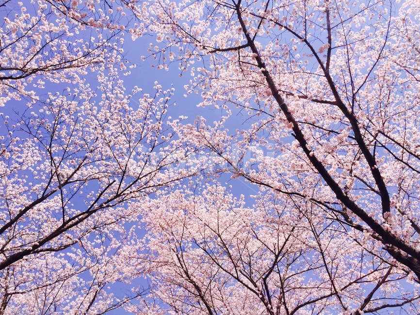 봄,벚꽃,나무,하늘,자연,꽃,봄,계절,spring,season,plant,식물,flower,blossom,cherry blossom
