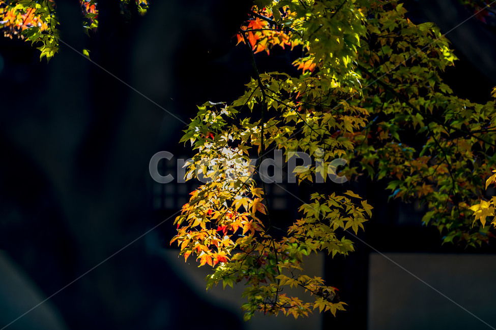 전통가옥,전통건축물,한옥,가을,단풍,한국의미,나무,식물,가을,계절,fall,autumn,season,한국전통,한국문화,korean traditional,korean culture,plant,leaf,잎,tree
