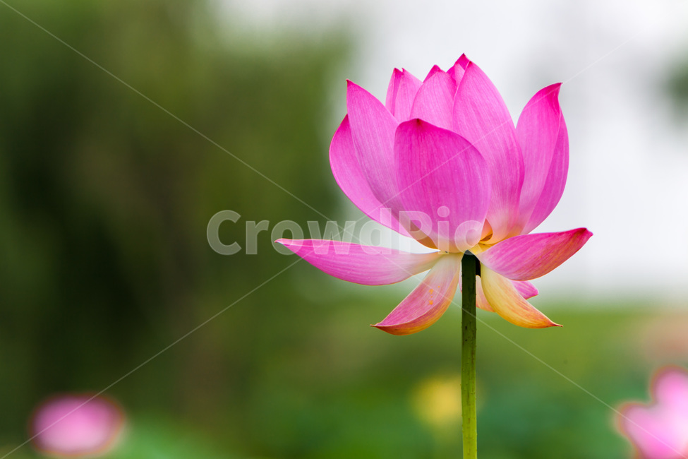 연꽃,순결,문양,자연,꽃,식물,자연,plants,nature,꽃,flower