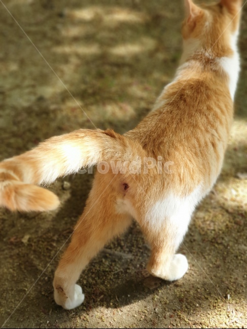 고양이,고양이뒷모습,치즈태비,고양이걷는모습,아기고양이,동물,animal,포유류,mammal,고양이,cat,kitten,kitty
