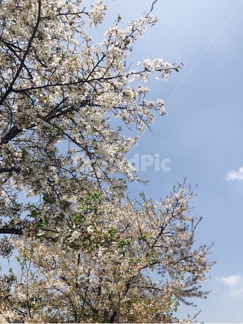 벚꽃,sakura,sky,봄,bloosom,분홍,pink,봄,계절,spring,season,자연,풍경,nature,landscape,식물,plants,나무,trees,wood,plant,flower,꽃,blossom