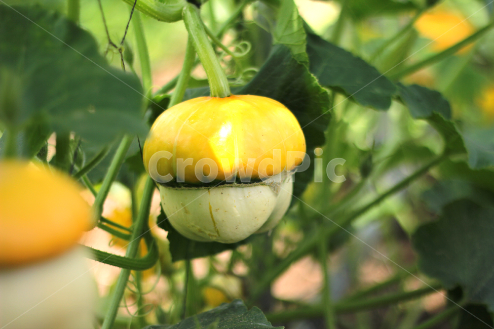 plant,식물,food,음식,야채,vegetable,pumpkin,호박,관상용호박,호박덩쿨