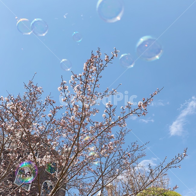 bubble,거품,비눗방울,봄,벚꽃,하늘