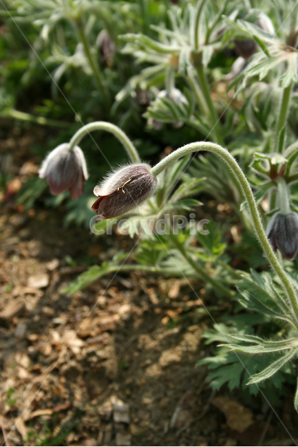 할미꽃,봄,봄날,봄풍경,감성,spring,flower,공원,풍경,식물,새싹,잎,초록,꽃,자주색,붉은색,RED,봄,계절,spring,season,식물,자연,plants,nature,꽃,flower,sprout,bud,싹,plant,blossom
