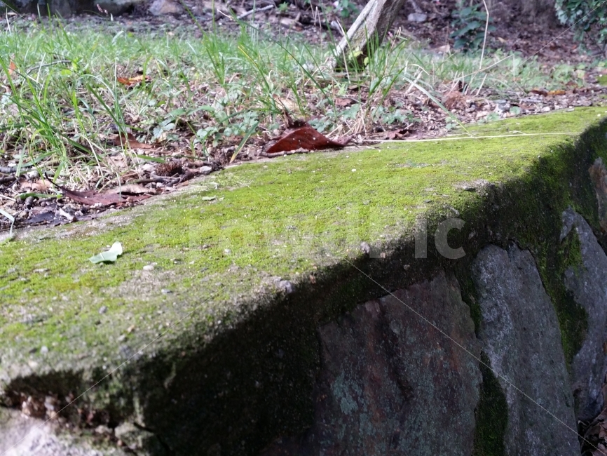 이끼,돌담,바위,돌,초록,초록색,잔디,가을,비온후,비,자연,풍경,nature,landscape,ground,바닥