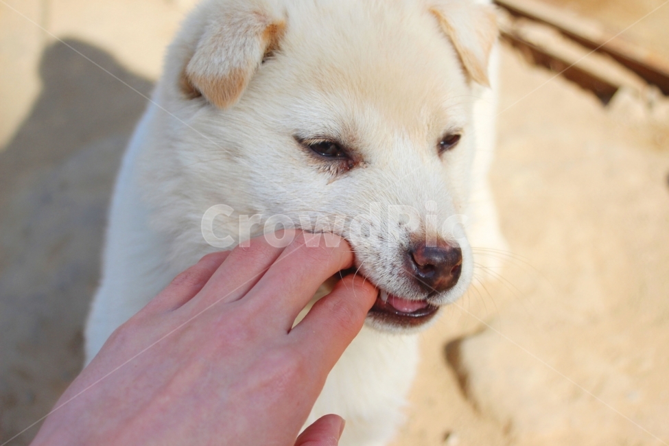 강아지,개,dog,doggy,puppy,동물,animal,이빨,멍멍이,백구,동물,animal,포유류,mammal,개,강아지,dog,doggy,사람,인물,인간,human,person,신체일부,몸,body