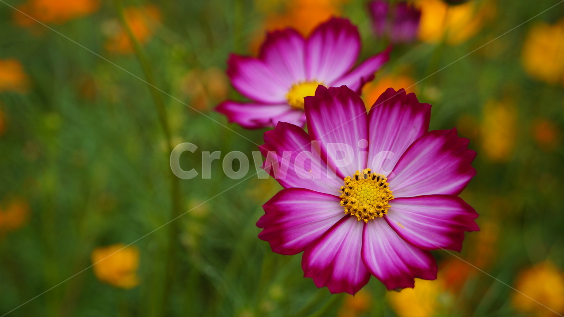 꽃,코스모스,식물,코스모스축제,꽃길,가을,계절,fall,autumn,season,식물,자연,plants,nature,꽃,flower,plant