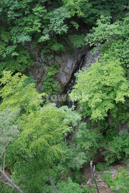 산,mountain,tree,nature,trail,등산로,자연,풍경,nature,landscape,vegetation,초목,plant,식물,outdoors,옥외,나무,land,땅,rainforest,열대 우림,jar,항아리,pottery,도기류,potted plant,화분,bush,부시