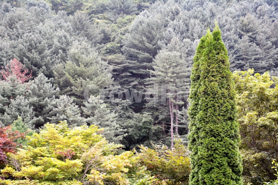 나무,자연,식물,숲속,정원,자연,풍경,nature,landscape,식물,plants,나무,trees,wood,plant,tree,fir,전나무