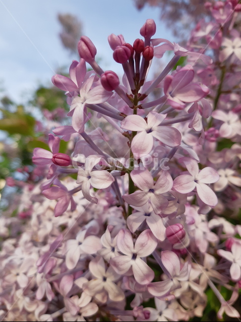 식물,라일락,꽃,blossom,꽃나무,식물,자연,plants,nature