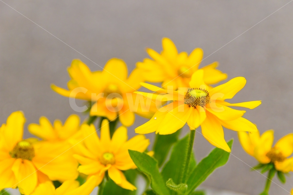 꽃,노랑,접사,감성,여행,식물,자연,plants,nature,꽃,flower
