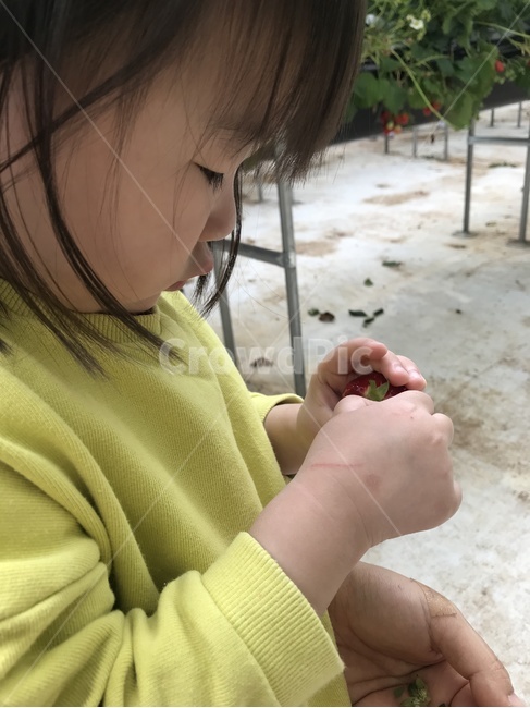 어린이,체험,집중,딸기,놀이,유아,사람,인물,인간,human,person,어린이,어린아이,child,children,kid