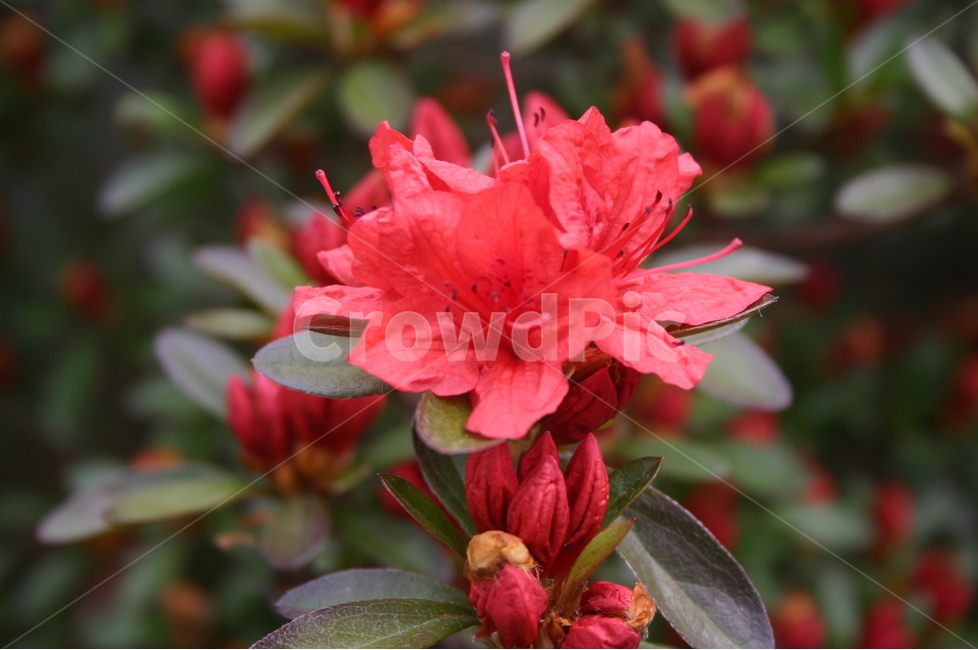꽃,식물,철쭉,geranium,blossom