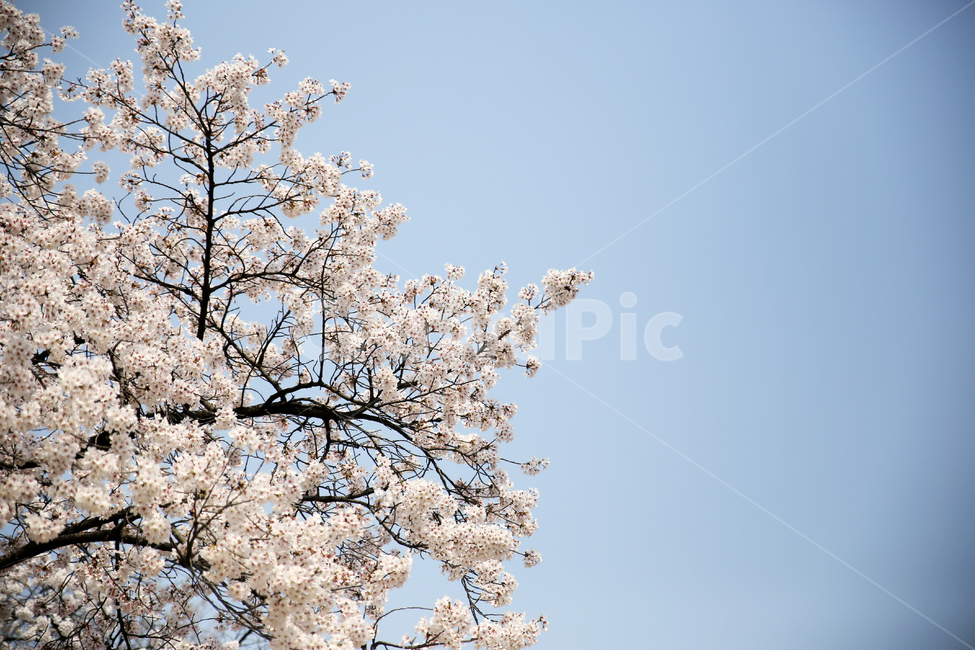봄,계절,벚꽃,자연,풍경,봄꽃,꽃,blossom,cherryblossom,식물,plant,spring,season,nature,landscape,plants,flower