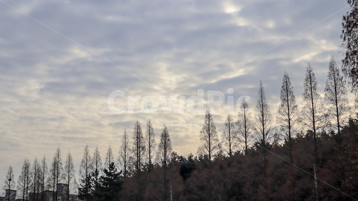 하늘,구름,나무,풍경,cloud,배경,자연,풍경,nature,landscape,tree,plant,식물,fir,전나무