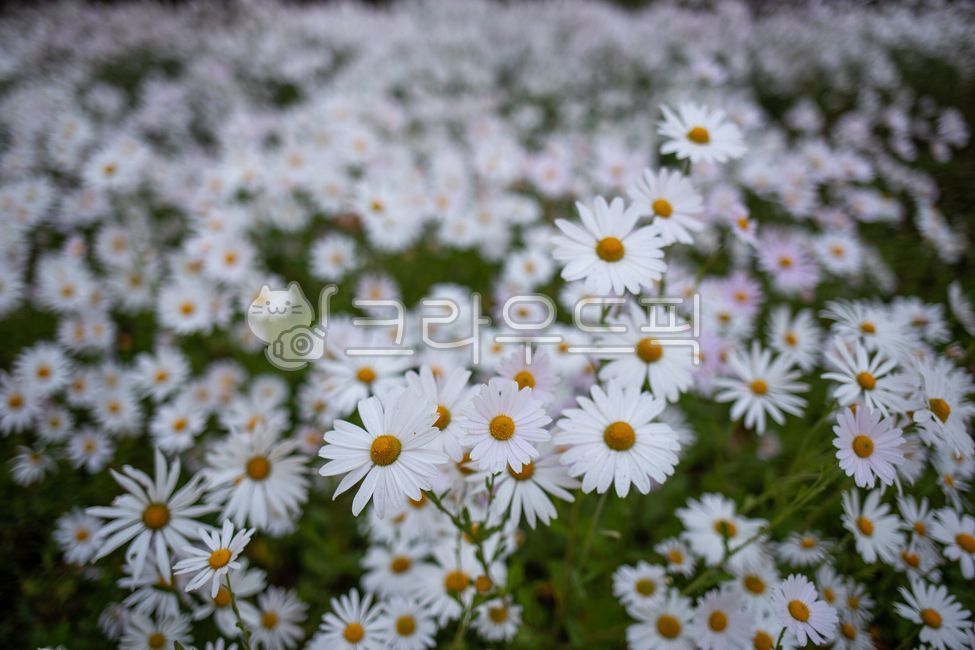 구절초,밀양,꽃,꽃밭,가을꽃,군락,공원,클로즈업,아웃포커스,흰꽃