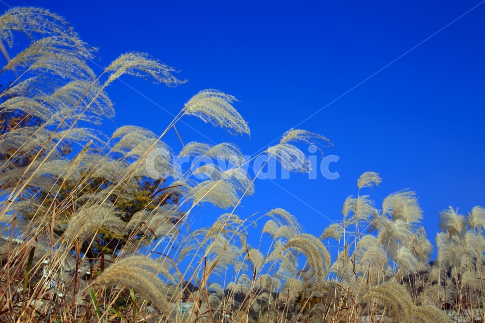 자연풍경,갈대,억새,하늘,가을,풍경,자연,만추,가을,계절,fall,autumn,season,자연,풍경,nature,landscape,plant,식물,grass,잔디,lawn,reed