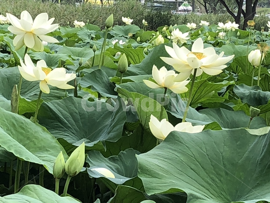 꽃,궁남지,연꽃,연꽃축제,식물