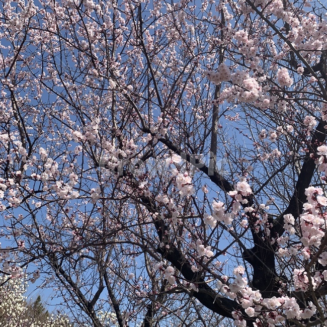 식물,매화,매실나무,봄,겨울,꽃,나무,plant,blossom,flower
