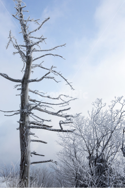 비목,눈꽃,상고대,자연,풍경,겨울,계절,winter,season,자연,풍경,nature,landscape,식물,plants,나무,trees,wood,tree,plant,outdoors,옥외
