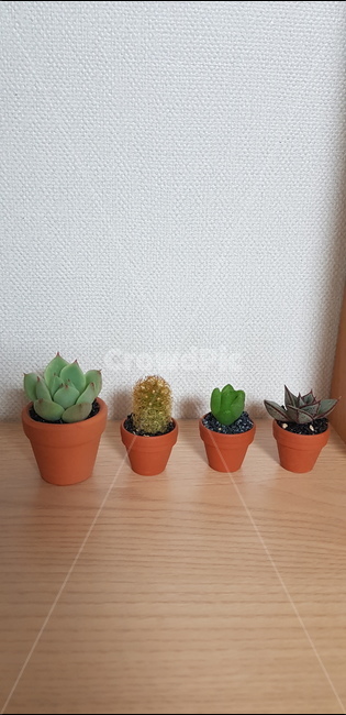 plant,식물,다육이,선인장,미니선인장,미니다육이,인테리어,분위기,실내용화초,화분,화초,house plant