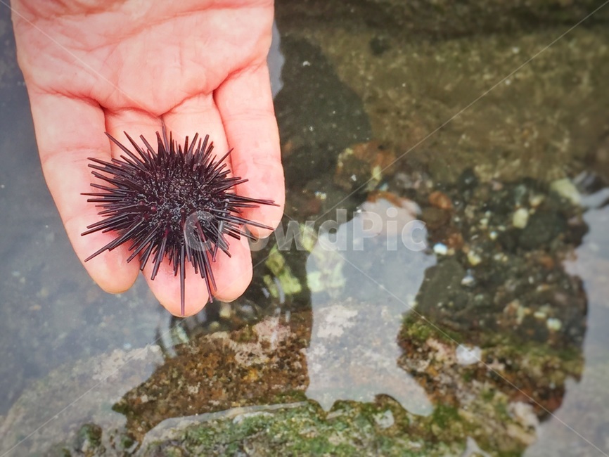 성게,바다,바닷가,물,돌,조약돌,일렁임,갯벌,제주도,seaurchin,sea,ocean,coast,beach,water,swaying,clearwater,rock,mudflat