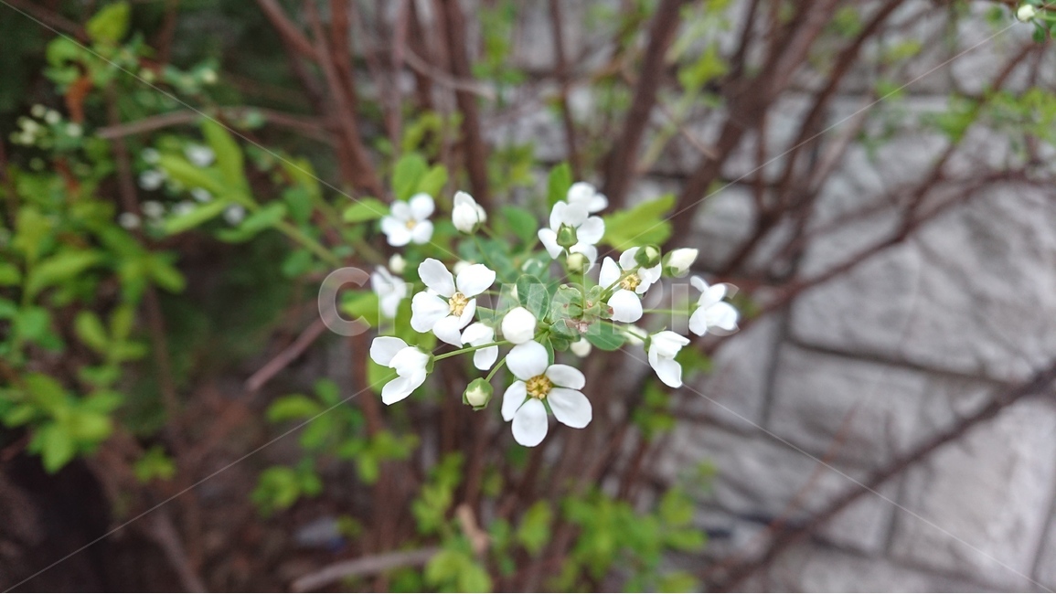 꽃,봄꽃,조팝나무꽃,조팝나무,흰색,흰꽃,수수함,봄,계절,spring,season,식물,자연,plants,nature,꽃,flower,plant