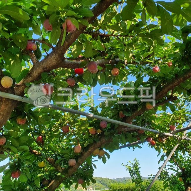 자두, 식물, plant, fruit, 과일, 사진,이미지,일러스트,캘리그라피 - 좋은세상작가