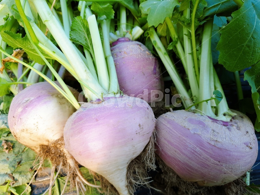 강화순무,강화도순무,무우,야채,순무,식품,vegetable,turnip,채소,야채,vegetables