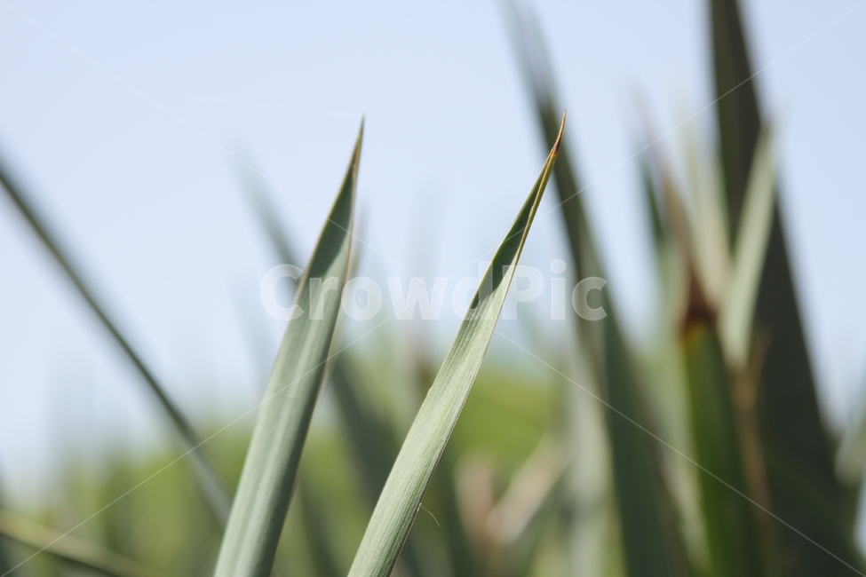 그린,식물,초록,자연,그리너리,웰빙,내츄럴,하늘,빛,그림자,식물,자연,plants,nature