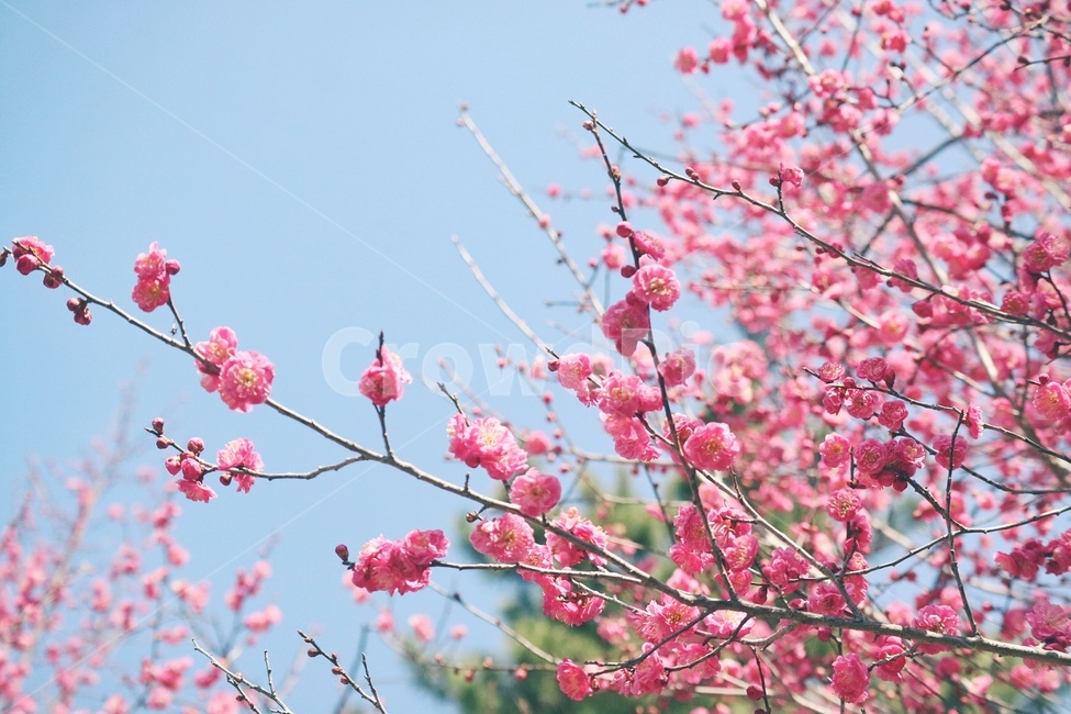 봄,꽃,spring,flower,홍매화,순천,금둔사,봄,계절,spring,season,식물,자연,plants,nature,꽃,flower,감성,sensible,feeling,plant,blossom