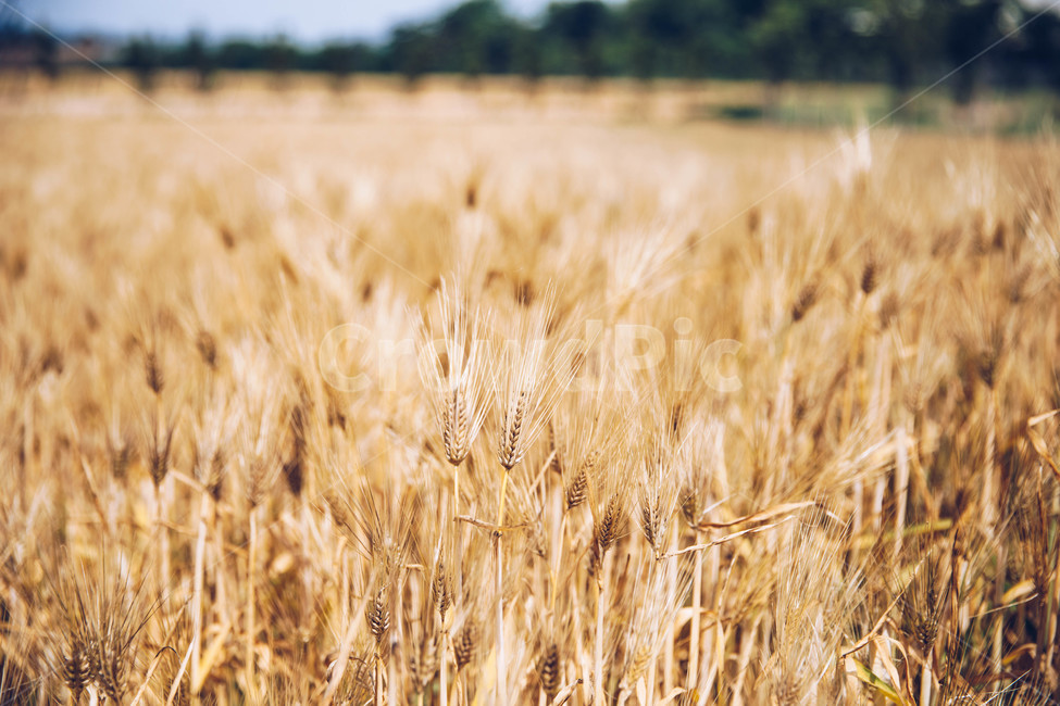 atmosphere,date,sights,Dangjin barley,barley field,Agroland,trees,metasequoia,spring,Field,road,plants,sight,Korean natural scenery,wood,Taesin Ranch,Emotion,pasture,life photo,rest,nature,tree,feeling,picnic,snapshot of life,ripen,background,koreanaturel