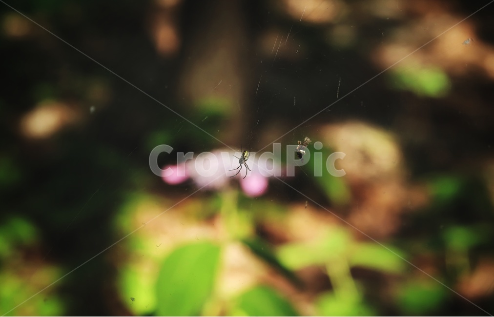 거미,spider,절지동물,거미줄,꽃,식물,아웃포커싱,plants,접사,동물,animal,곤충,벌레,insect,bug