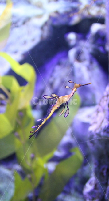 나뭇잎해마,해마,seahorse,leafseahorse,아쿠아리움