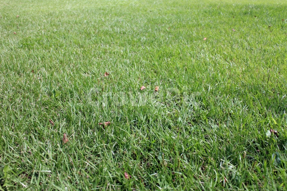 남이섬,자연,숲,풍경,잔디,여유,휴식,푸른,초록,자연,풍경,nature,landscape,grass,plant,식물,lawn