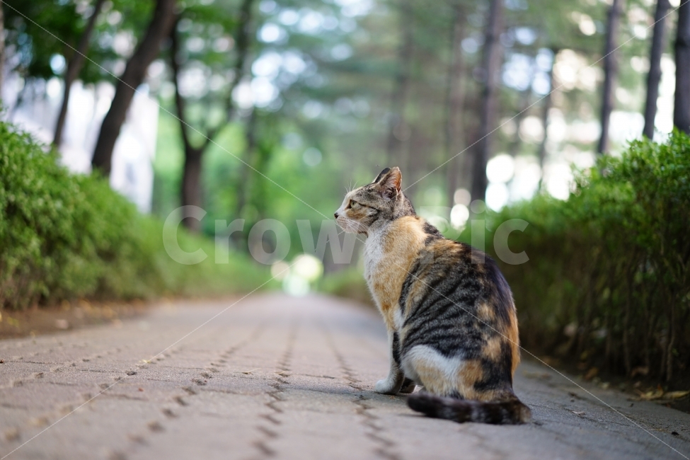 	고양이,동물,야옹이,캣,cat,냐옹이,냐옹,길,거리,일상,풍경,생명,길냥이,길가,일상사진,귀요미,동물,animal,포유류,mammal,고양이,cat,kitten,kitty