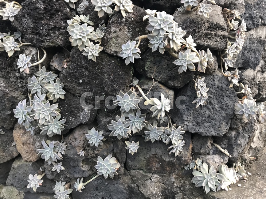 식물,선인장,돌,풀,돌담,식물,자연,plants,nature
