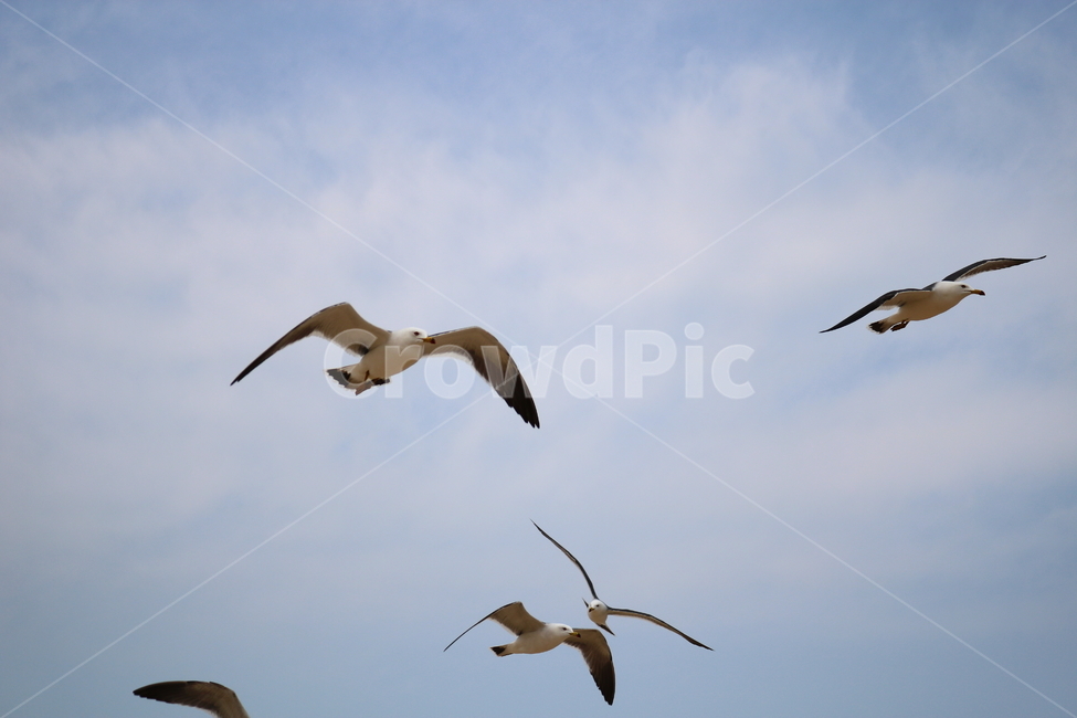 갈매기,새,바닷가,조류,하늘,자연,동물,동물,animal,조류,새,birds
