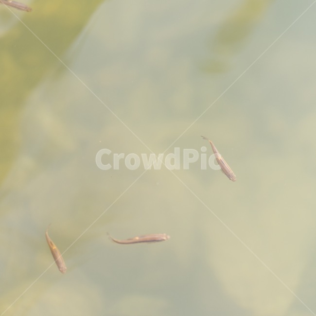water,물,fish,물고기,호수,강,어류,물고기,fish